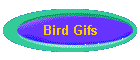 Bird Gifs
