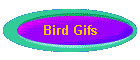 Bird Gifs